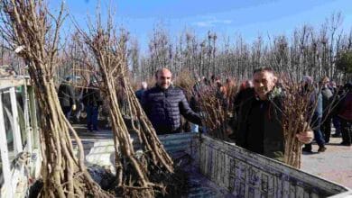 Üreticilere 3 bin 600 Trabzon hurması fidanı dağıtıldı