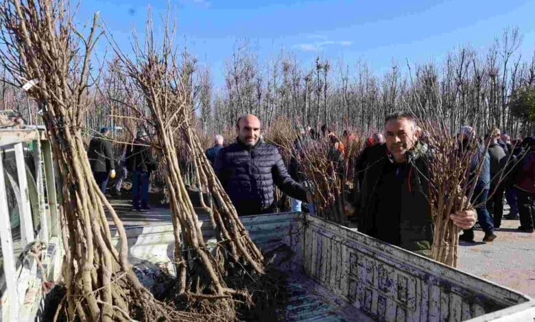 Üreticilere 3 bin 600 Trabzon hurması fidanı dağıtıldı