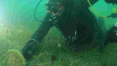 “Dipten diriliş tüm Marmara’ya yayılıyor”
