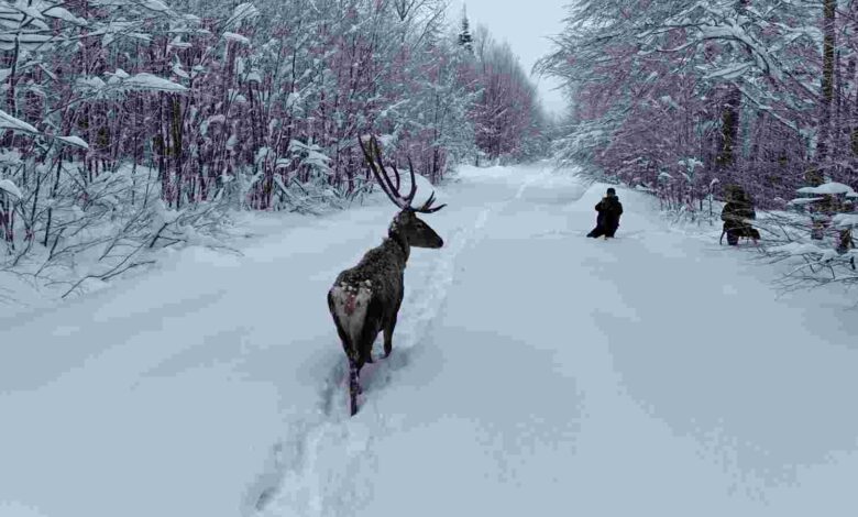 Kuzuyayla’nın müdavimi kızıl geyikler