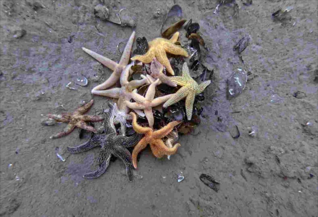 Deniz temizleniyor, ekosistem güçleniyor