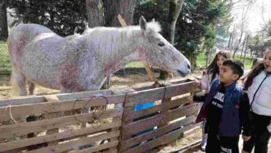 Ara tatilde 230 çocuk binicilikle tanıştı