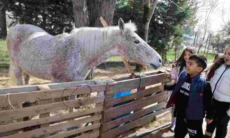 Ara tatilde 230 çocuk binicilikle tanıştı