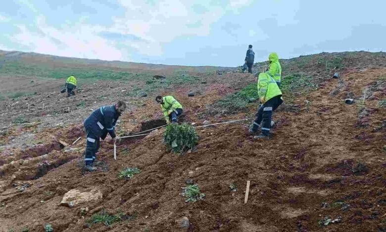 Gebze’de 4 bin 500 sedir ağacı toprakla buluştu