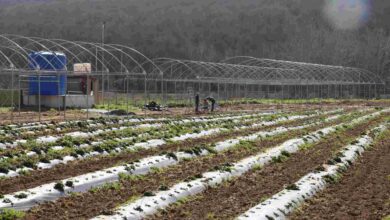 İzmit Belediyesi sebze serası kuruyor