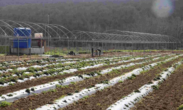 İzmit Belediyesi sebze serası kuruyor