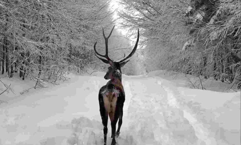 Kuzuyayla’da bayram ve kar sevinci bir arada