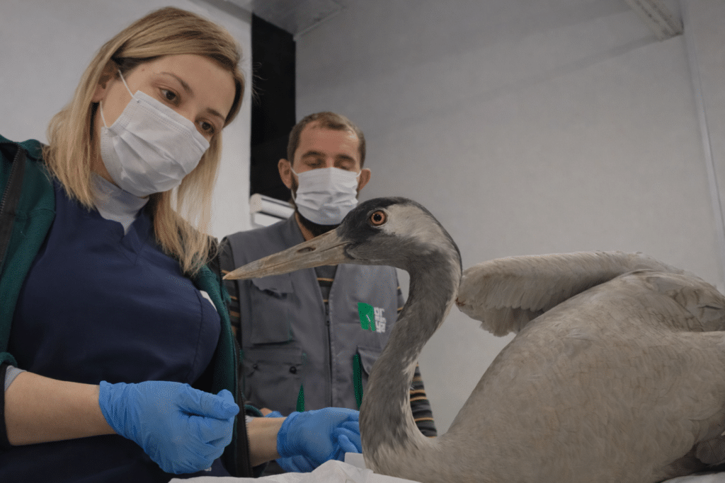 Yaralı Turna, Ormanya’da yaşama tutundu