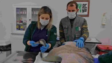 Yaralı Turna, Ormanya’da yaşama tutundu