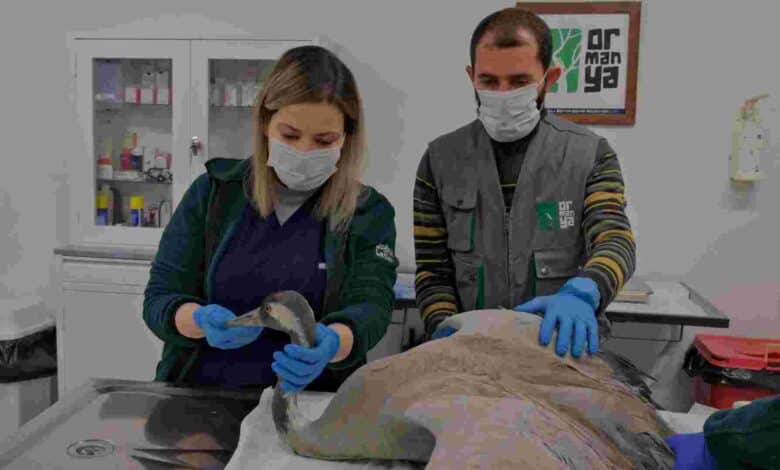 Yaralı Turna, Ormanya’da yaşama tutundu