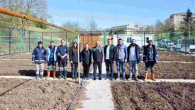 Körfez'de ata tohumu üretilecek