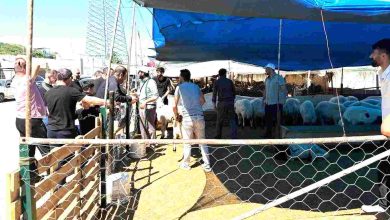 İzmit Belediyesi Modern Hayvan Pazarı’nda kurbanlık satışları sürüyor