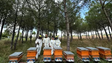 Bilinçli üretim, Kocaeli’nin balını Türkiye’ye taşıyor