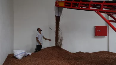 Kandıra’nın fındığı Büyükşehir güvencesinde