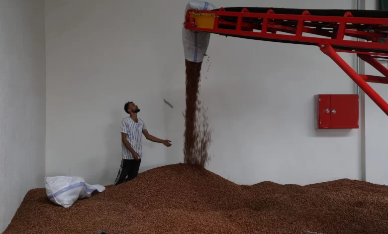Kandıra’nın fındığı Büyükşehir güvencesinde