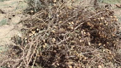 İzmit Belediyesinin nohut hasadı vatandaşın sofrasına bereket olacak
