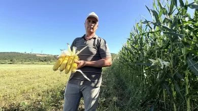 Kocaeli tarımında çift hasat dönemi