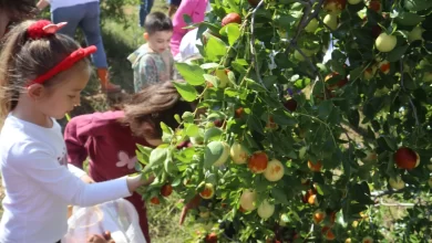 Çınar Çocuk Evi minikleri meyveleri dalından topladı
