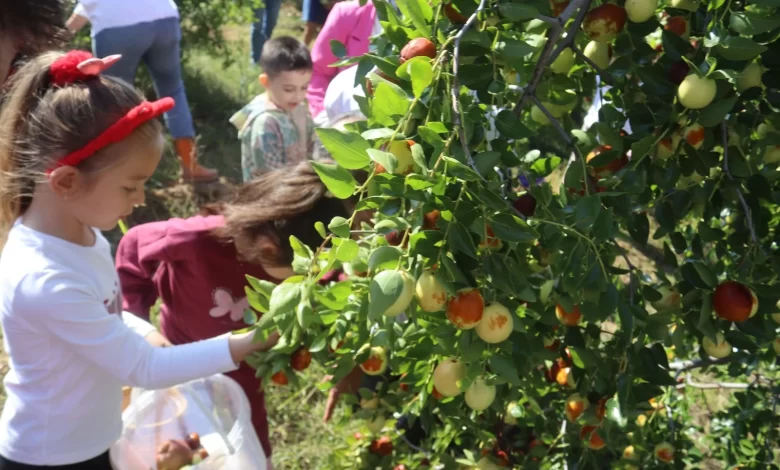 Çınar Çocuk Evi minikleri meyveleri dalından topladı