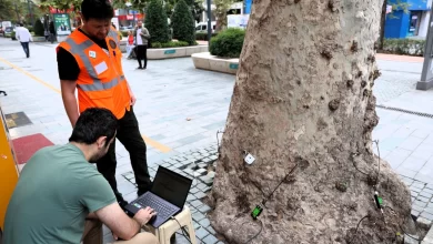 Asırlık ağaçlar tomografiyle korunacak