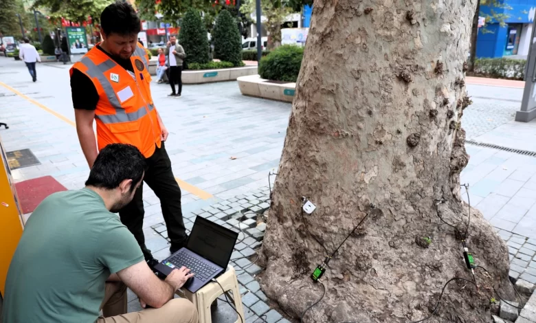 Asırlık ağaçlar tomografiyle korunacak