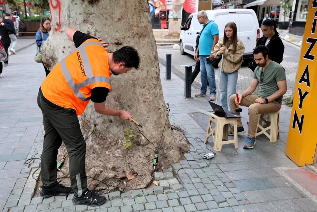 Asırlık ağaçlar tomografiyle korunacak - görsel 2