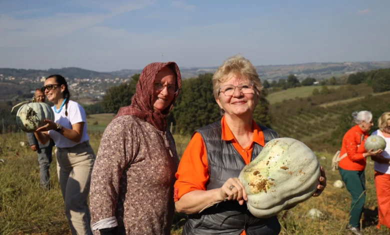 Atıl arazi bereketli tarlaya dönüştü; 8 Ton Balkabağı Hasat Edildi