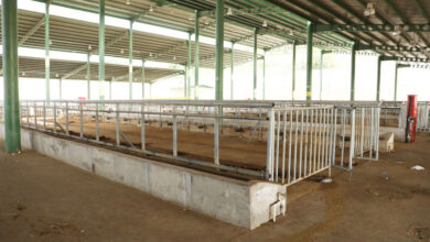 İzmit’te tüm kurbanlıklar alıcı buldu