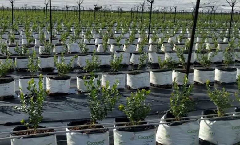 Blueberry bahçeleri daha kolay sulanacak
