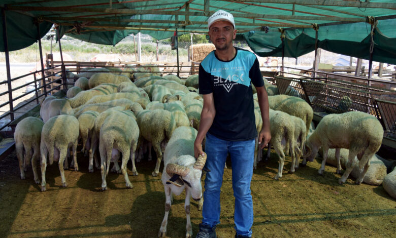İzmir Aliağa’da kurbanlıklar alıcılarını bekliyor