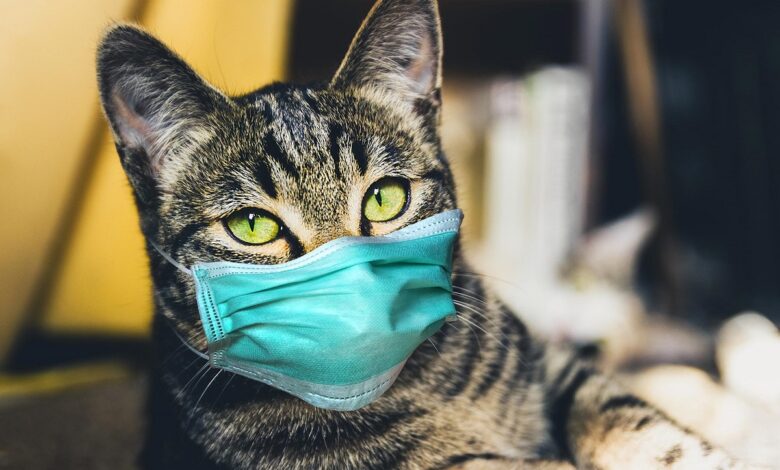 İngiltere’de gizemli kedi hastalığı