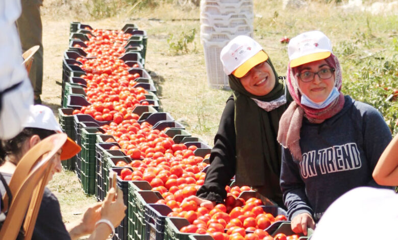 İzmir’deki ‘son hasat’ta 1 ton domates