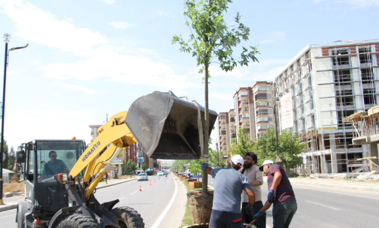 Sivas’ta Bağdat Caddesi’nde ağaçlandırma