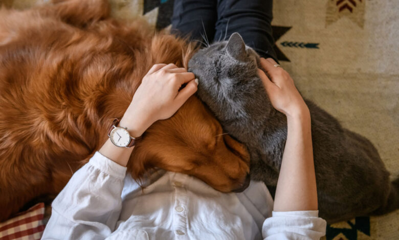 Araştırma: Evcil kedi ve köpeklerde Koronavirüs yaygın mı?