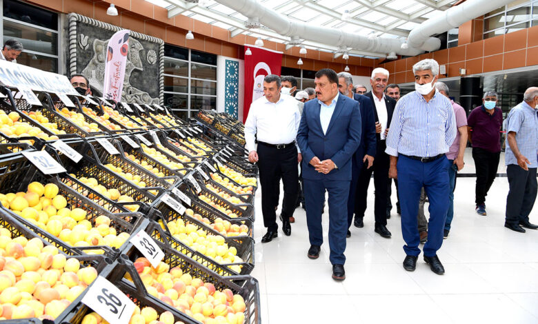 Malatya’nın en iyi kayısıları belirlendi