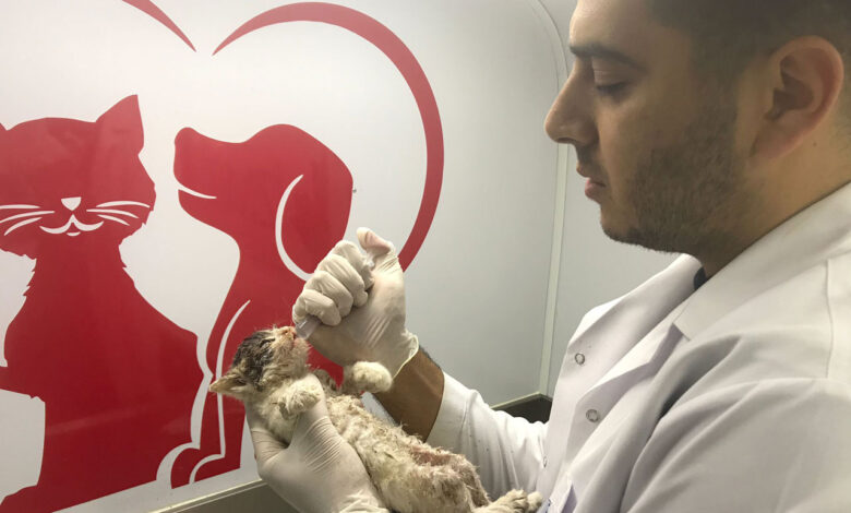 İzmitli veterinerler yangın bölgelerinde kedilere nefes oldu