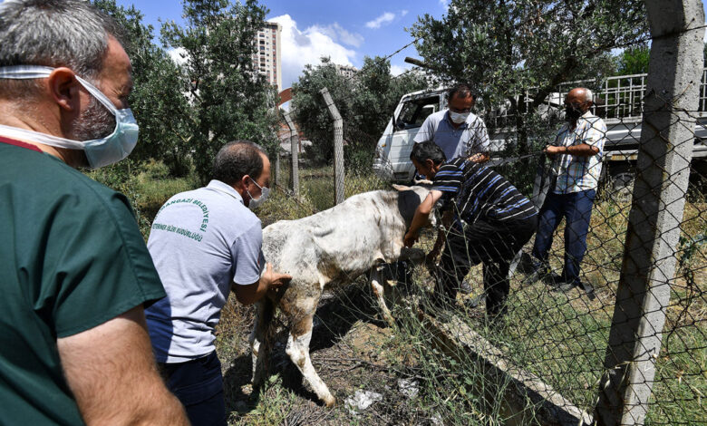 Bursa’da kaçan boğaları Osmangazi Timi’nden kaçamadı!