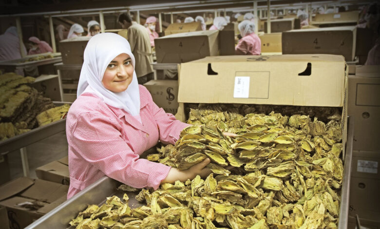 Şark tipi tütün üretimi dünya liderliğini koruyor