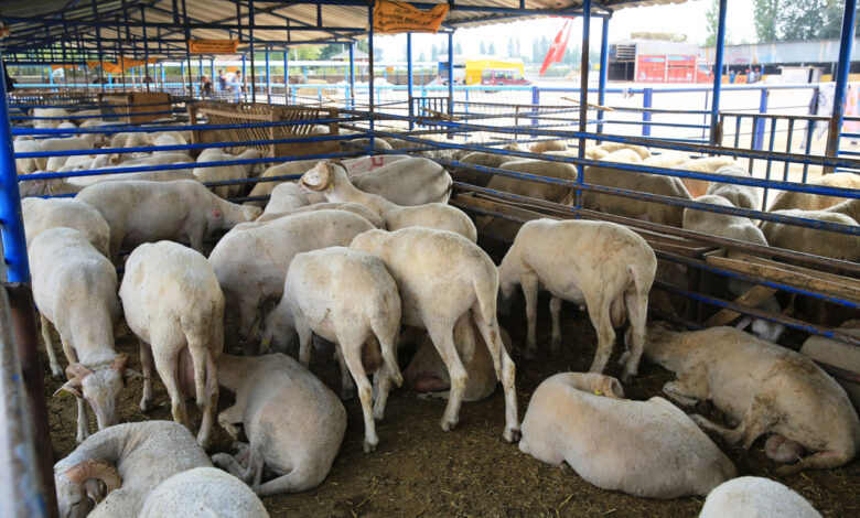 Satılamayan kurbanlıkları ESK alacak