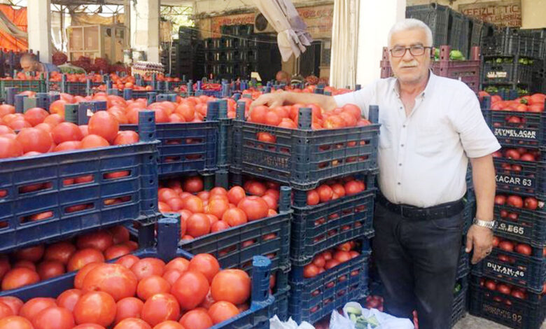 Kilis’te salçalık domatesler çıktı