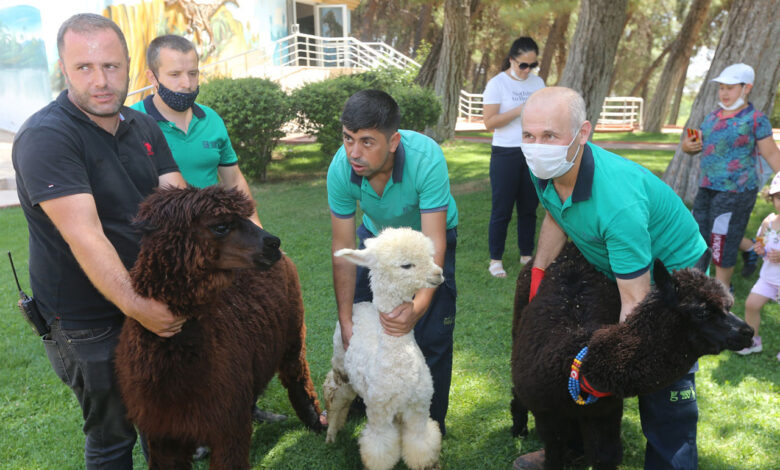 Yasadışı yollarla ülkeye getirilen 54 hayvan Gaziantep’te koruma altında