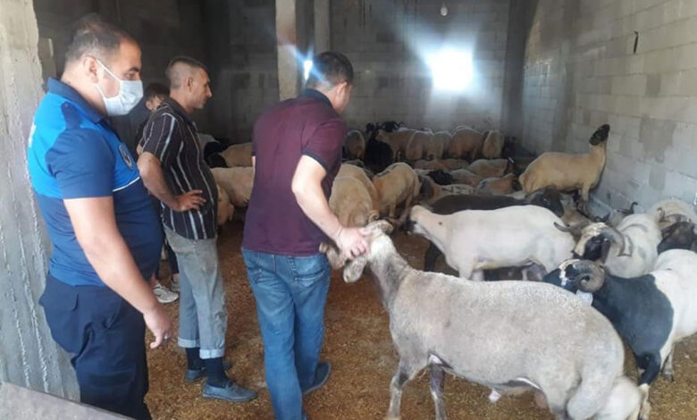 Kilis’te ahır dışında kurban satışı yapanlara ceza