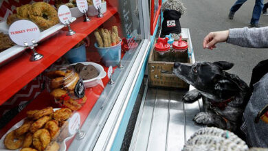 Bilim insanları köpek mamalarına karşı uyardı!