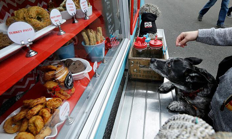 Bilim insanları köpek mamalarına karşı uyardı!