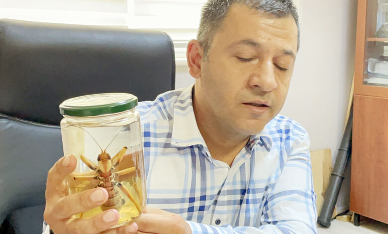 Etçil dev çekirgeleri öldürmeyin uyarısı!