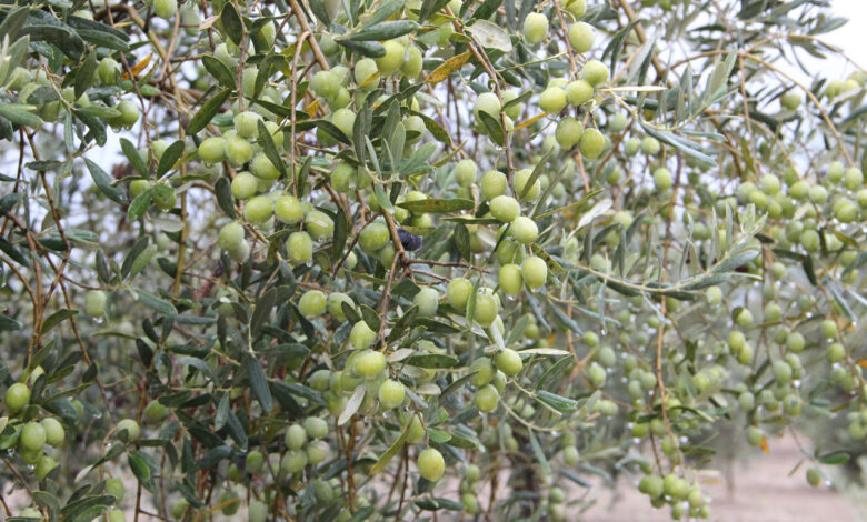 Sofralık zeytin ve zeytinyağı ihracatı zirvede