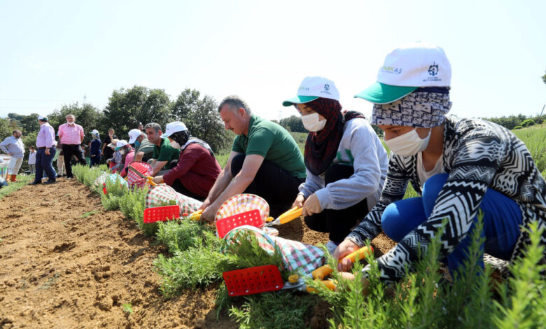 Kocaeli’nin biberiyelerinde hasat zamanı