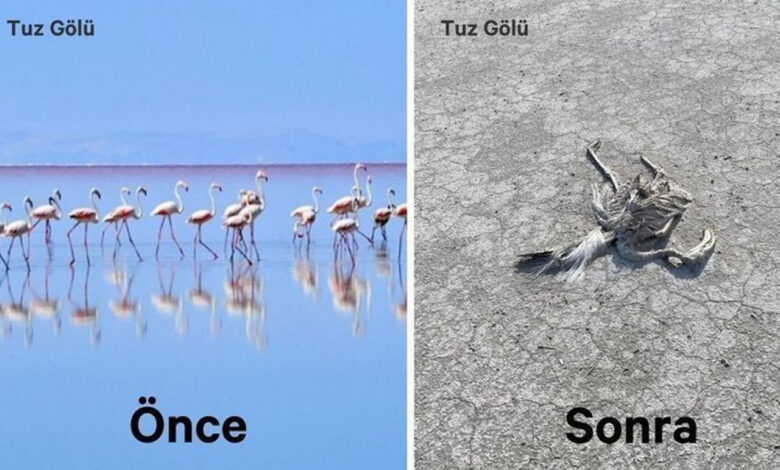 Tuz Gölü’nde toplu flamingo ölümleri!