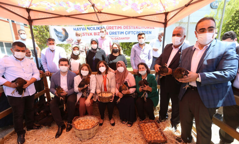 Gaziantep’te 70 bin tavuk kadın hayvan yetiştiricilerine dağıtıldı