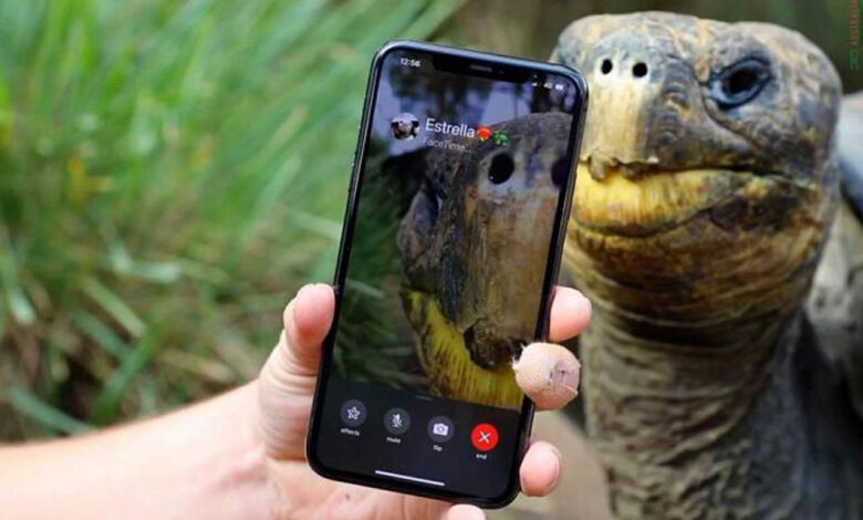 Nesli tükenen iki kaplumbağa Face Time’da buluştu